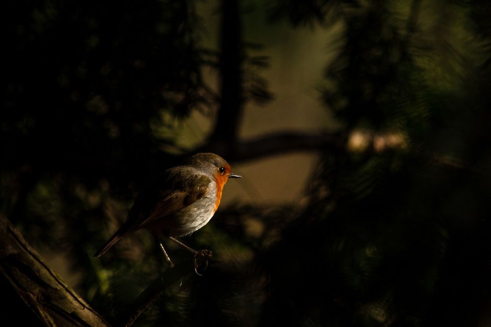 Photograph by Анна Муковозова