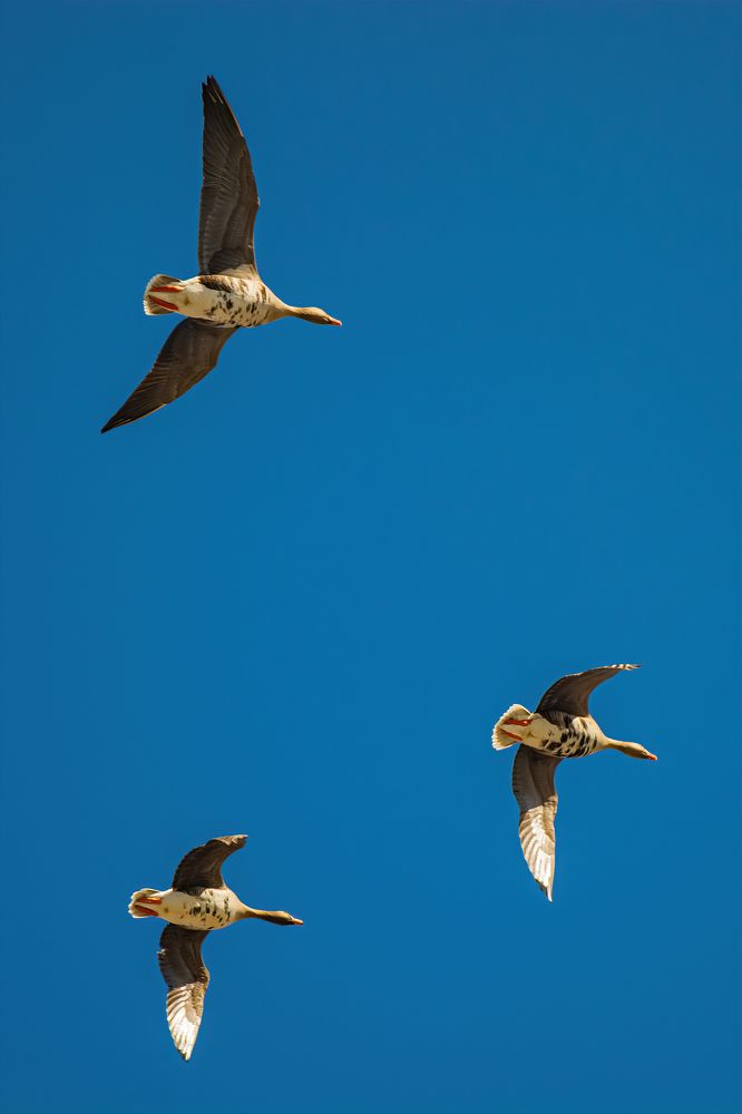 Фотография автора Ендовицкий Владимир