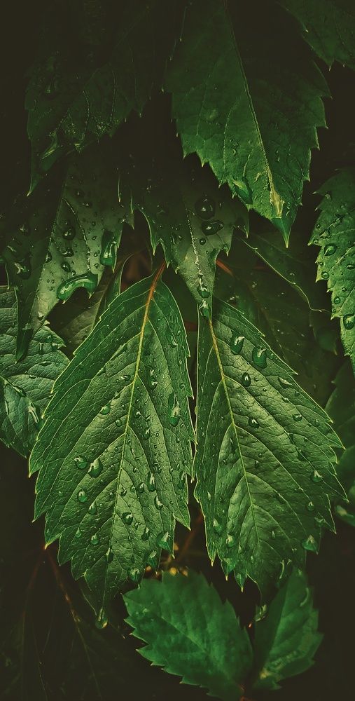 Лето- Листья - Дожди !