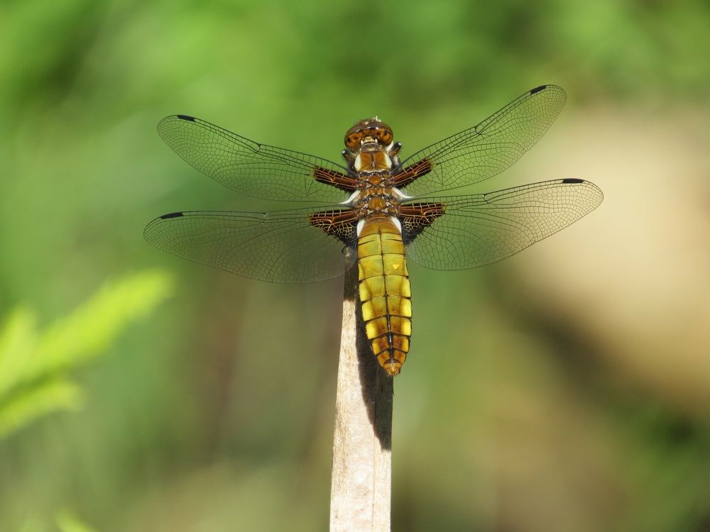 Photograph by Денис Веску