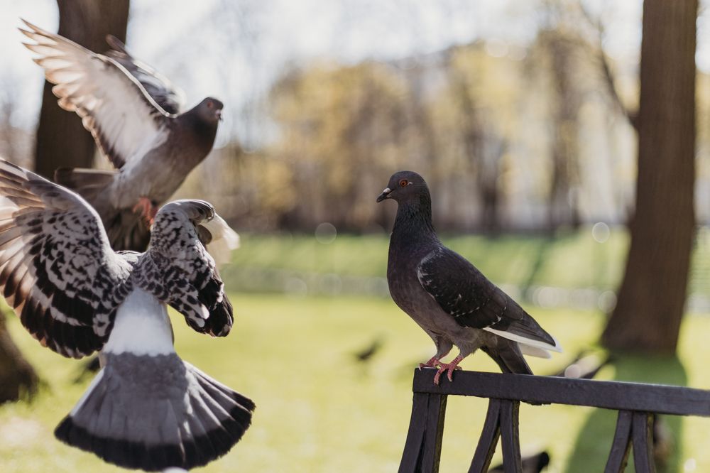 Photograph by Людмила Безуглая
