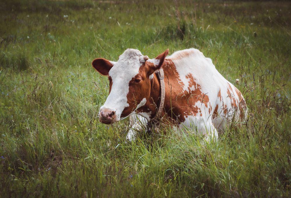 Photograph by Виктория Селютина