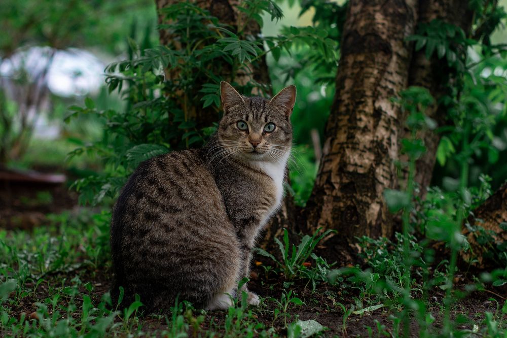 Фотография автора Олег Голубев