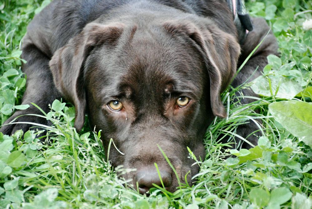 Photograph by sergio maritan