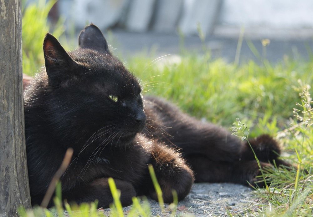 Я вам не модель