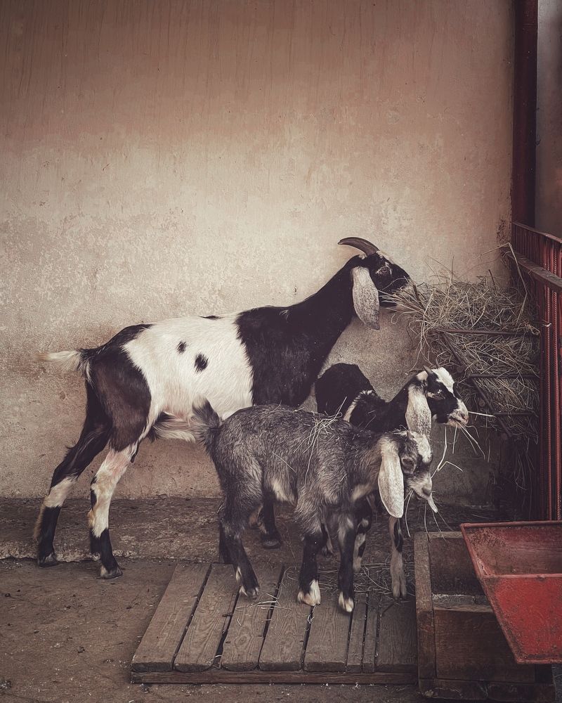 Photograph by Виктория Селютина