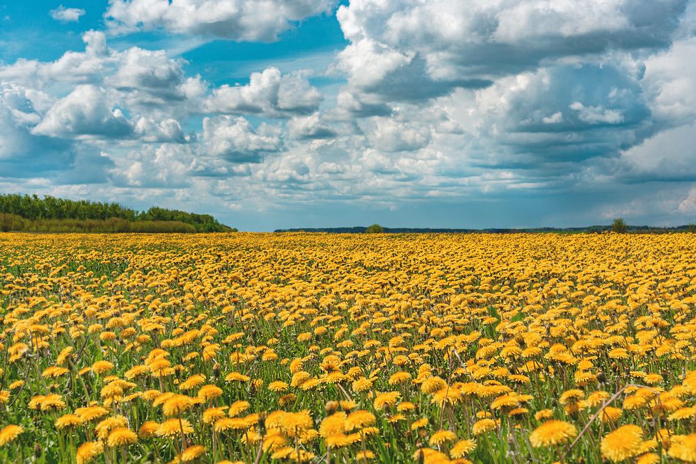 Фотография автора олег владимирович
