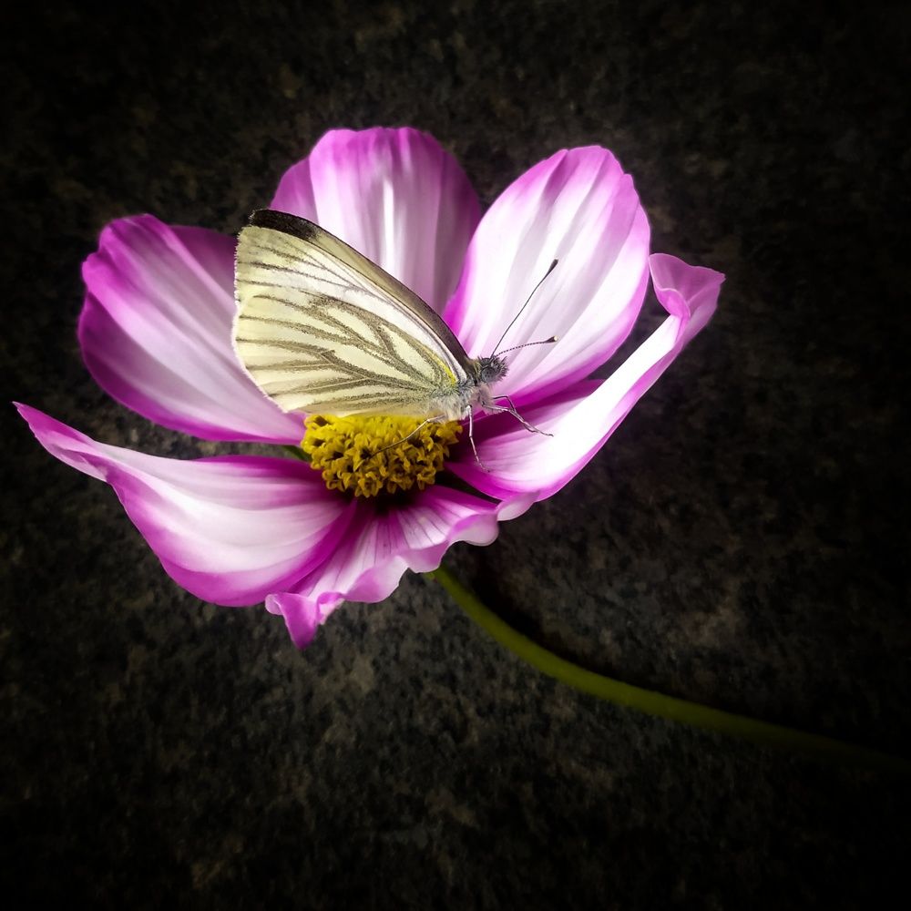 Photograph by Елена Павлова