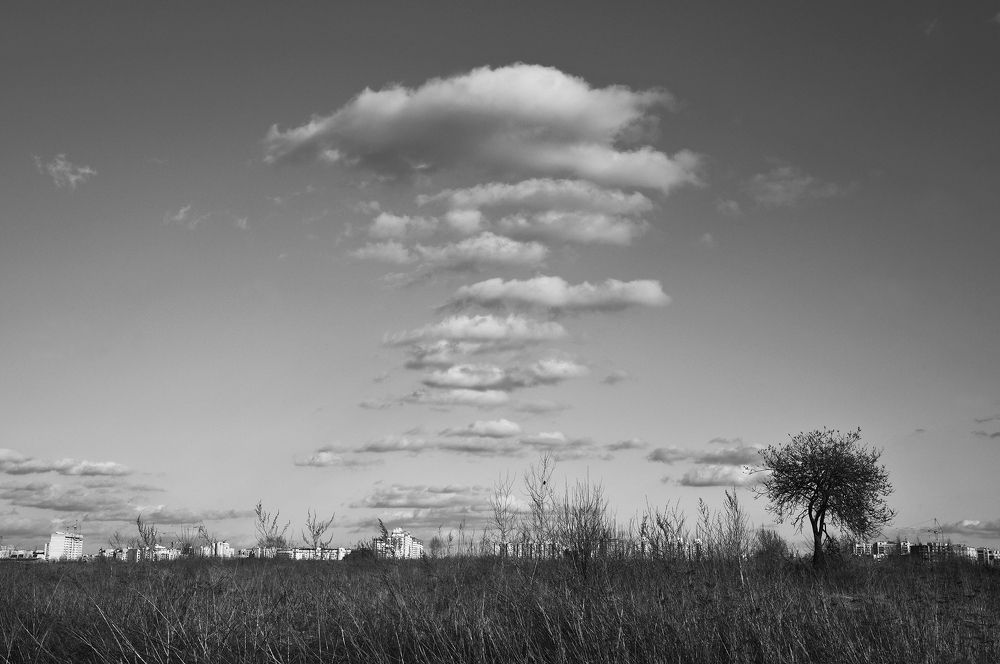 Деревце и облака