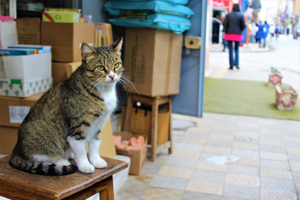 Photograph by Bacem NEFZI