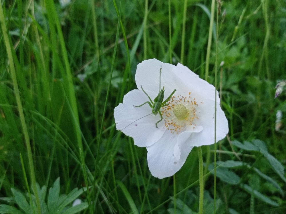 Photograph by Наталья Манусова