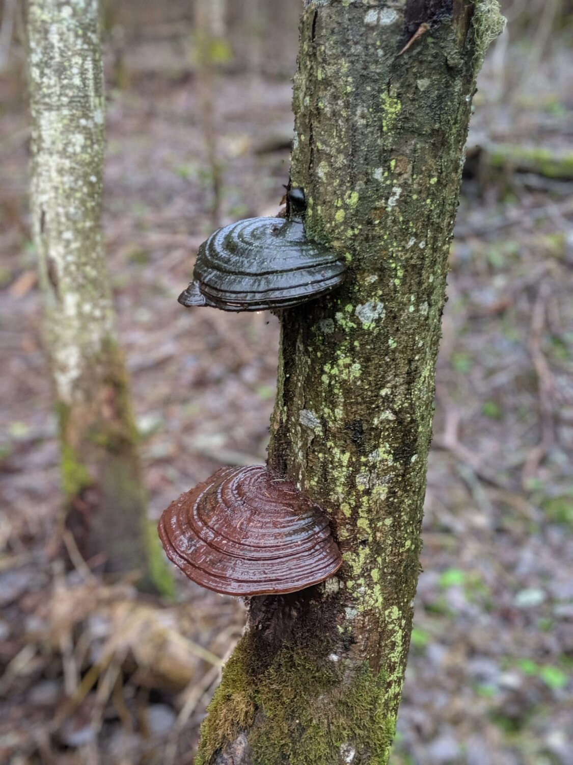 Photo #7658153