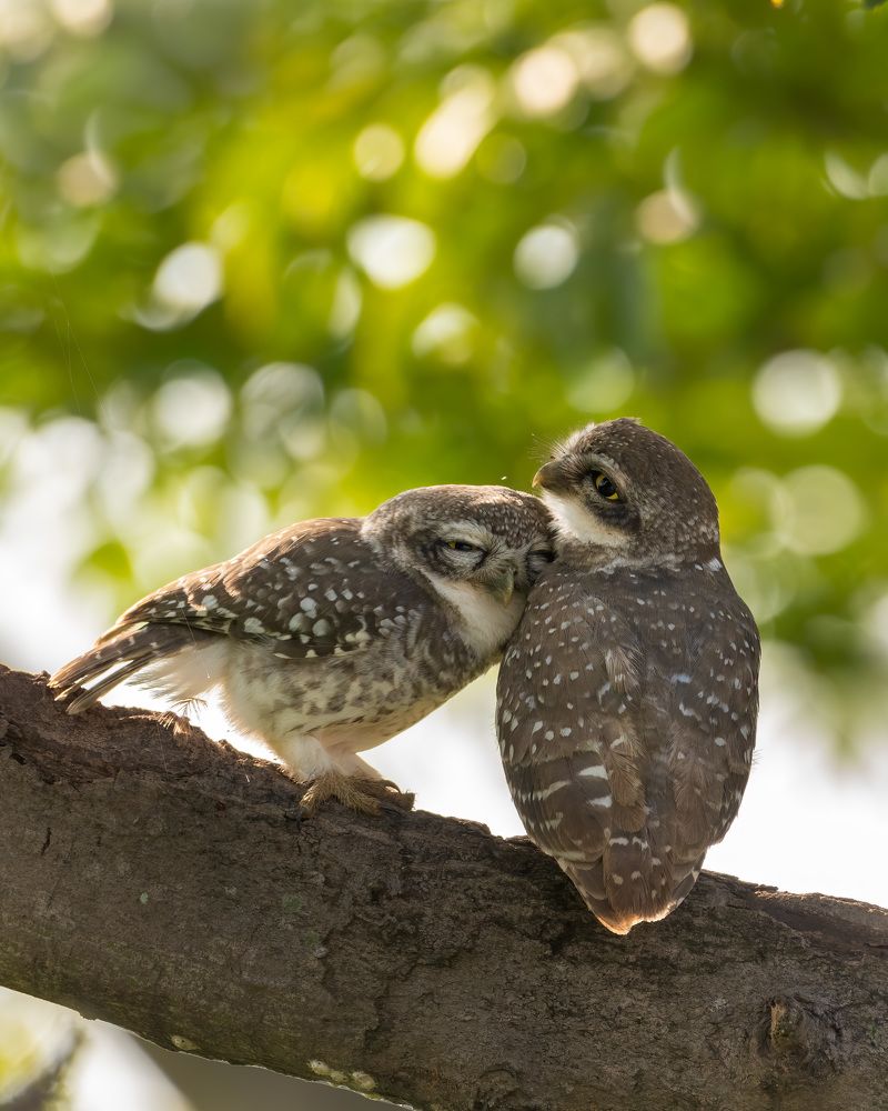 Photograph by YEDU KRISHNAN K B