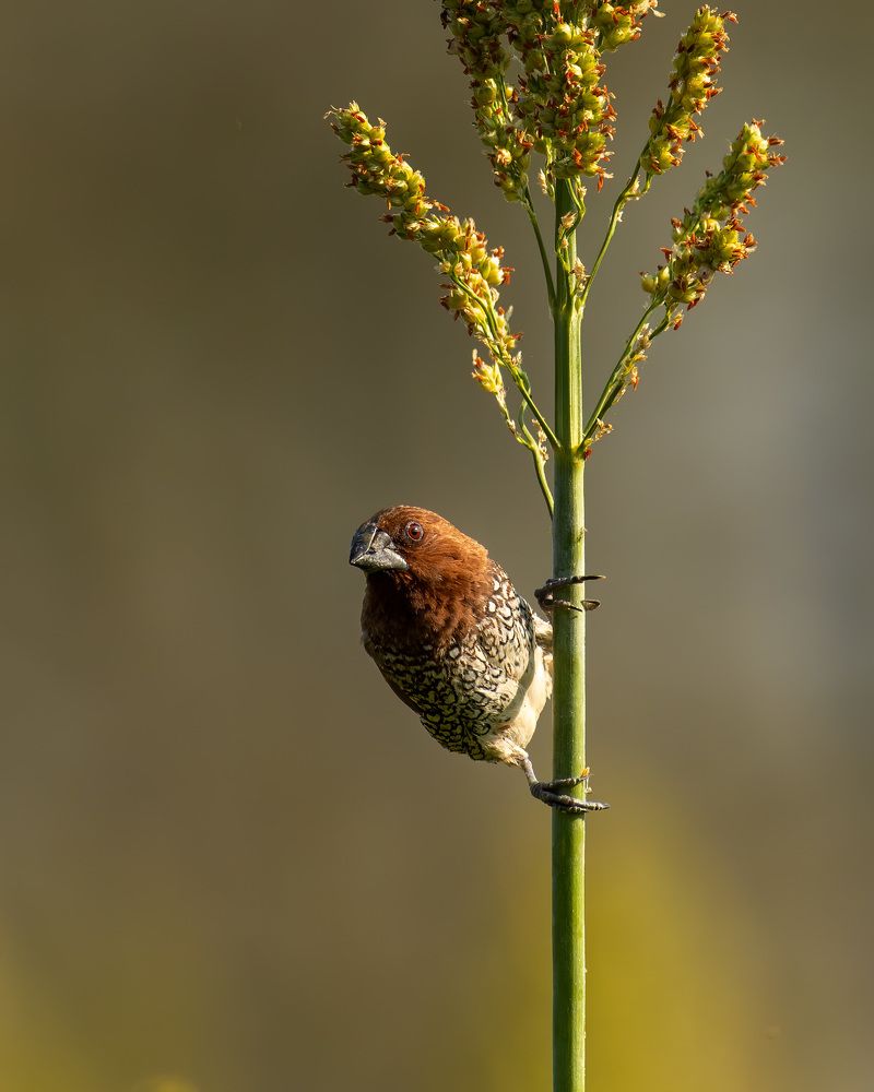 Photograph by YEDU KRISHNAN K B