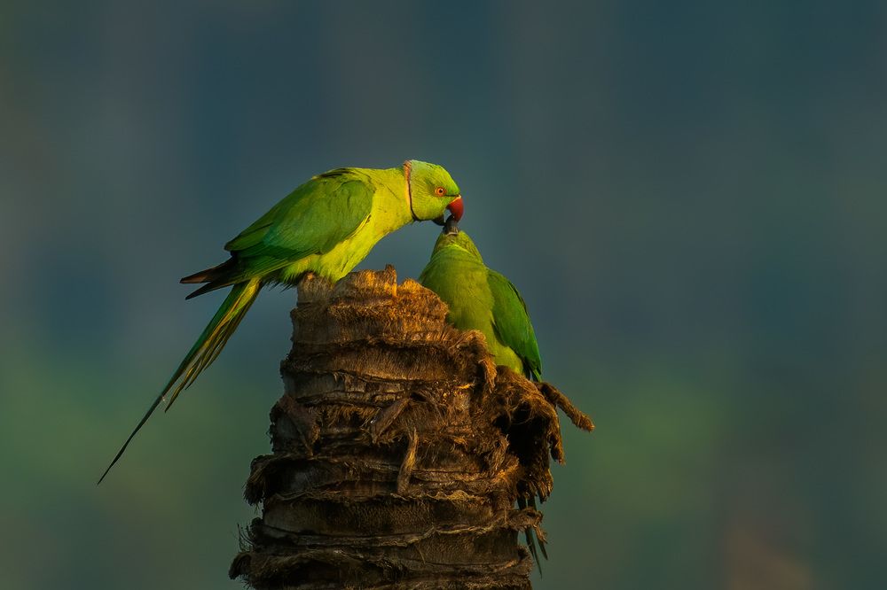 Photograph by YEDU KRISHNAN K B