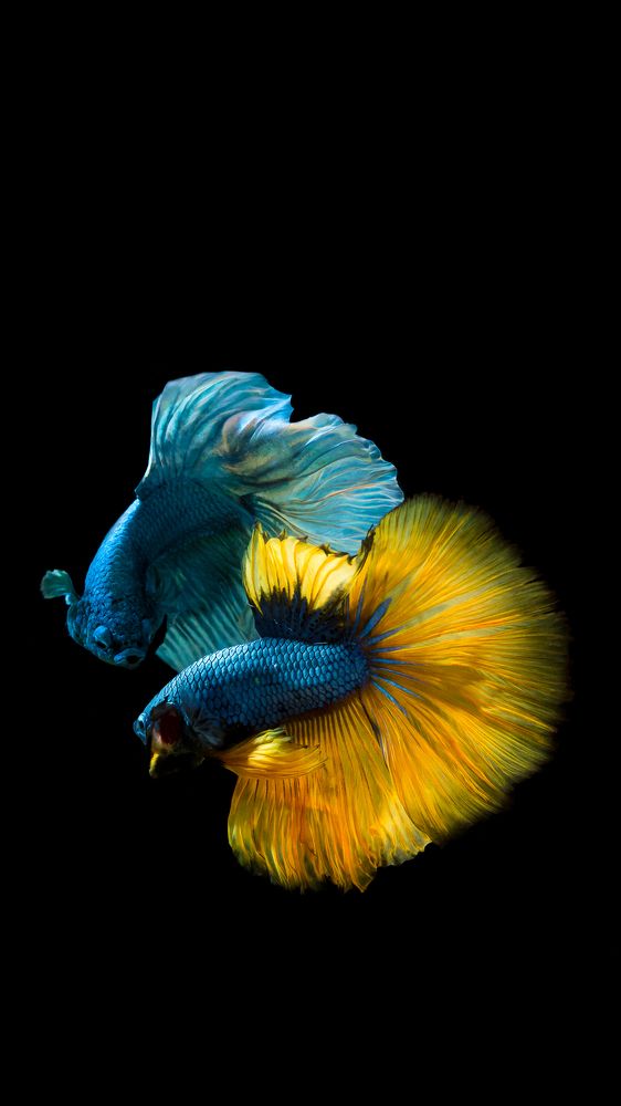 Photograph by Chris Duy