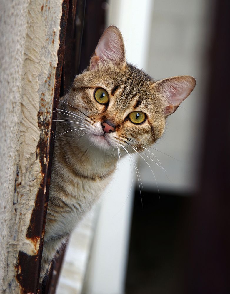 Фотография автора Сергей Гречихин