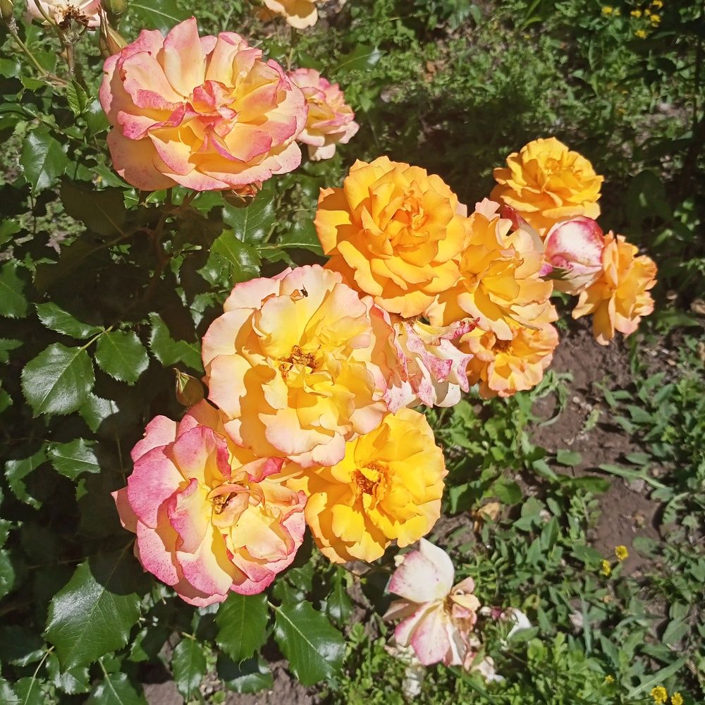 Photograph by Robespierre