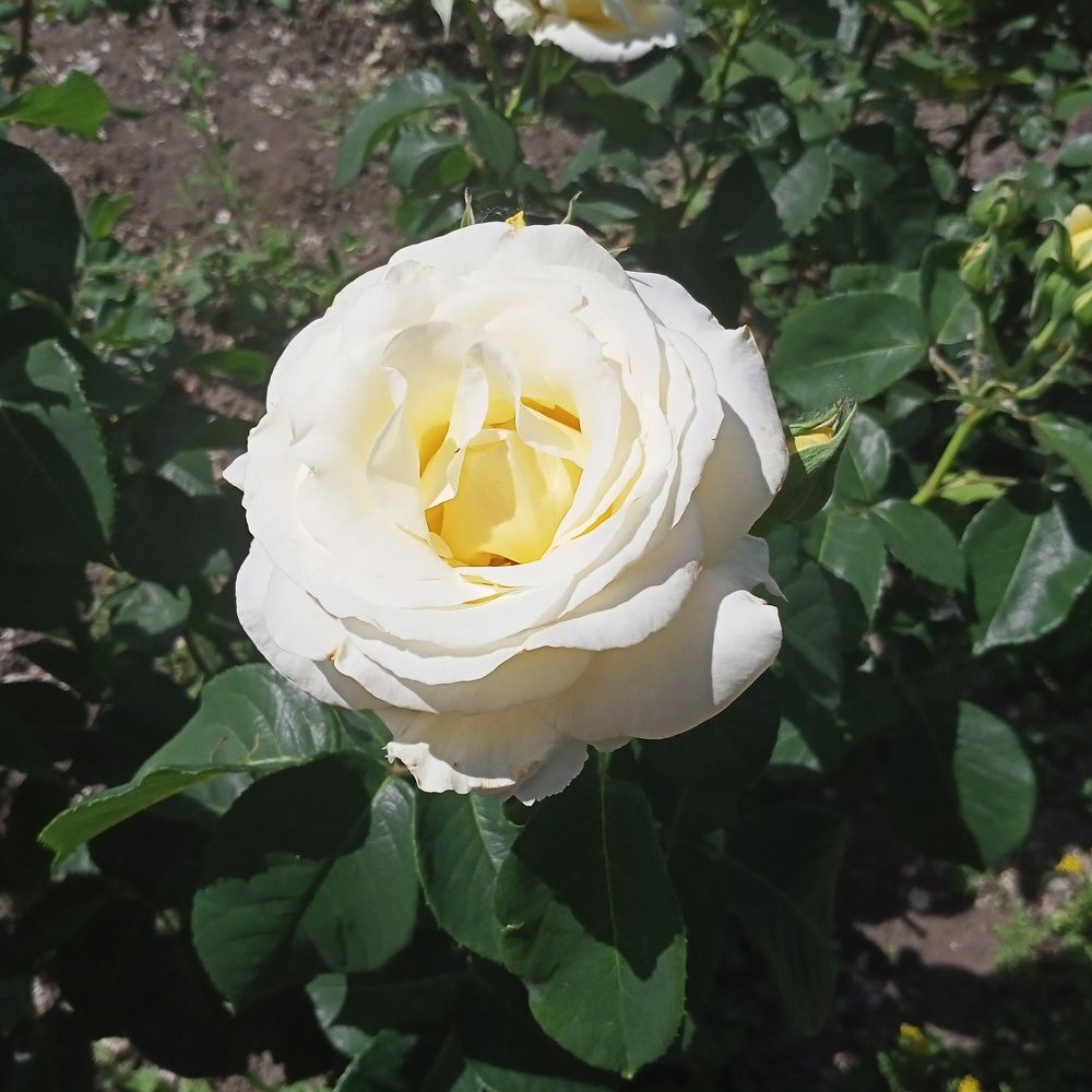 Photograph by Robespierre