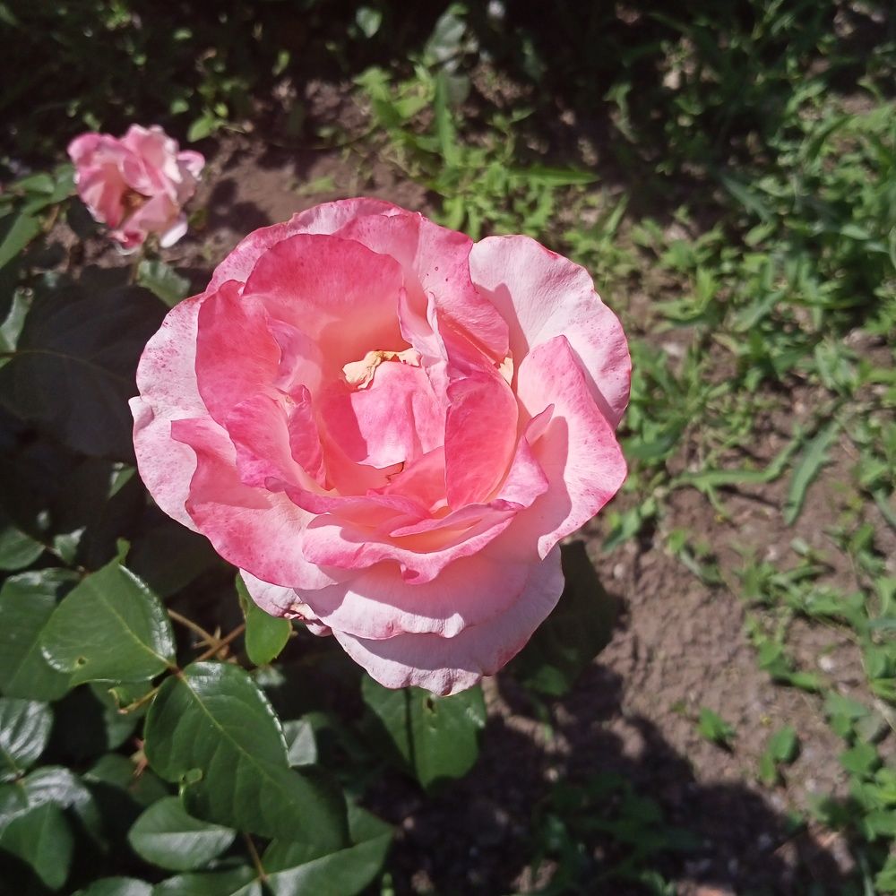 Photograph by Robespierre