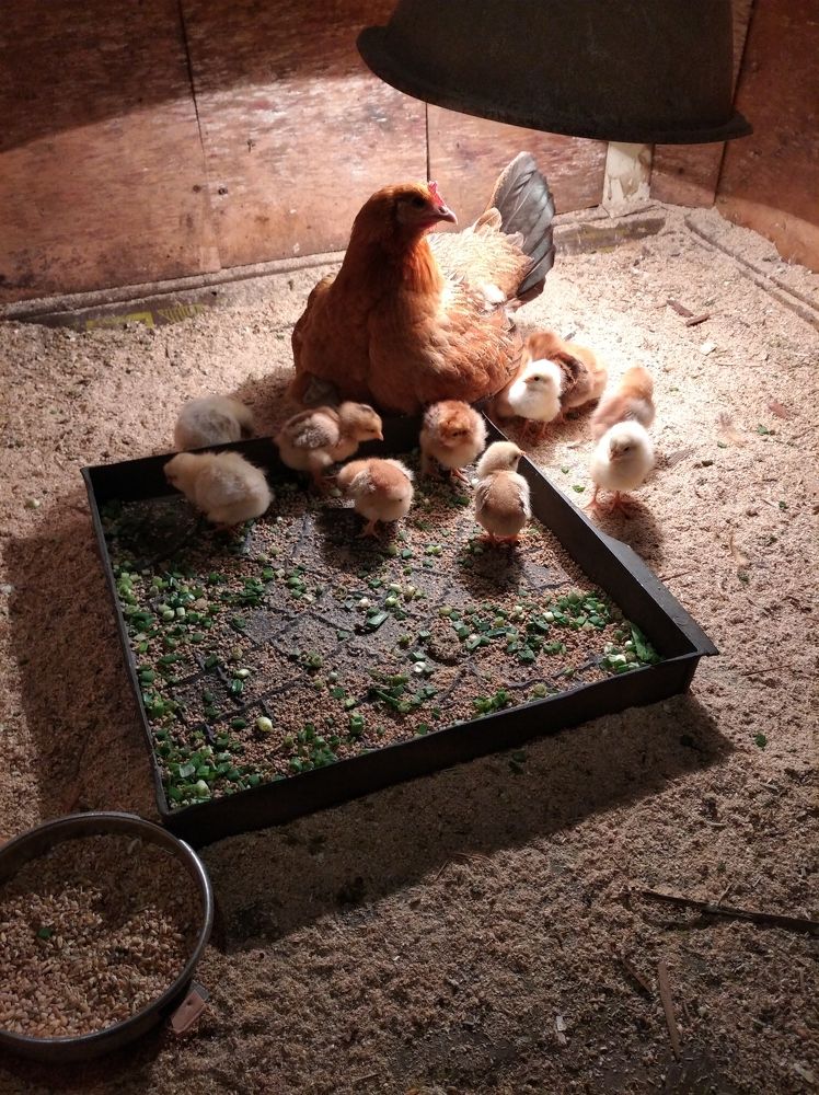 Photograph by Елена