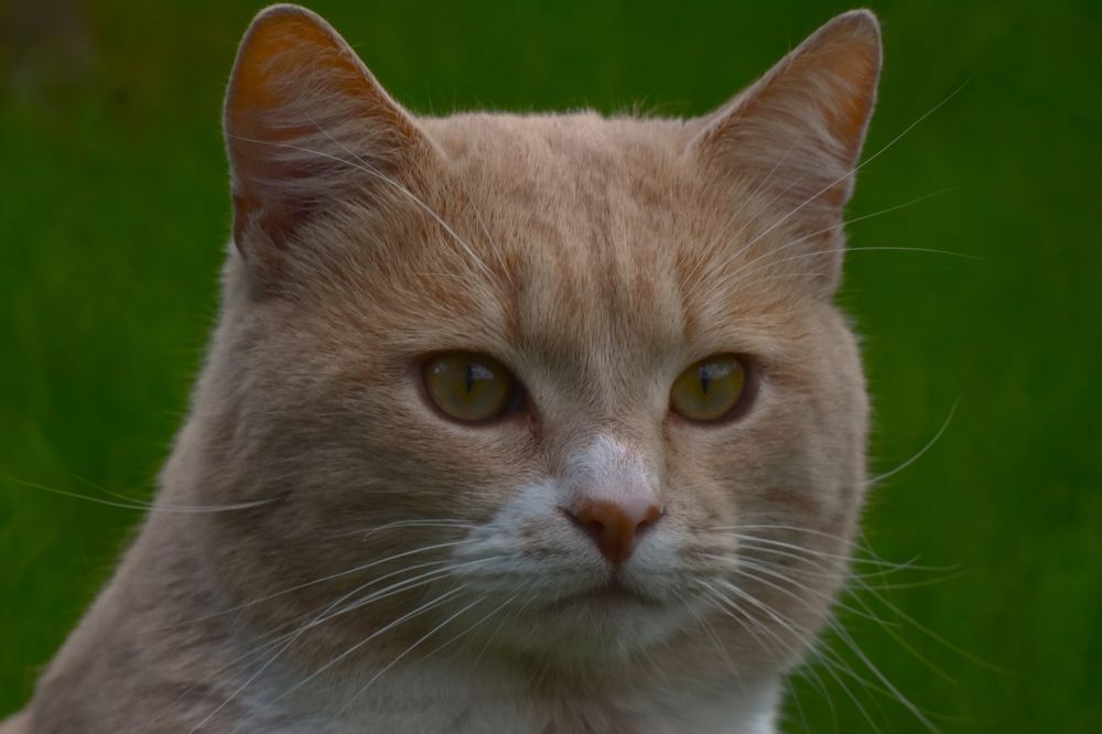 Фотография автора Tkachev Aleksey