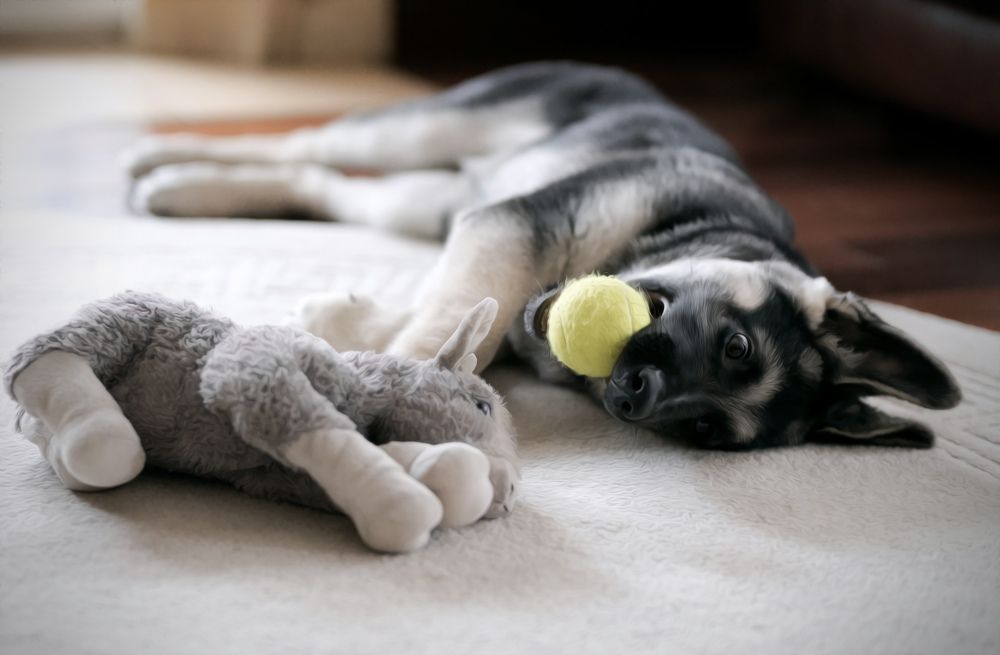 Фотография автора Maria Efremova