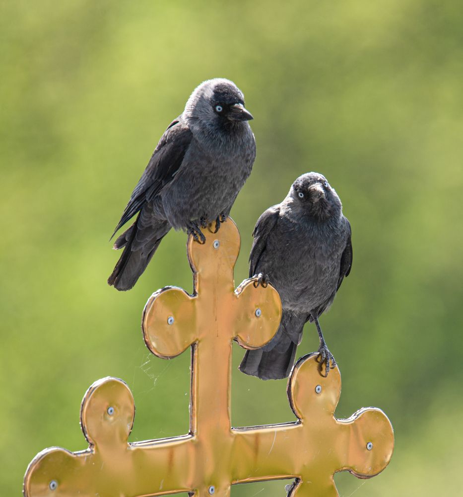 Photograph by наталья залогина