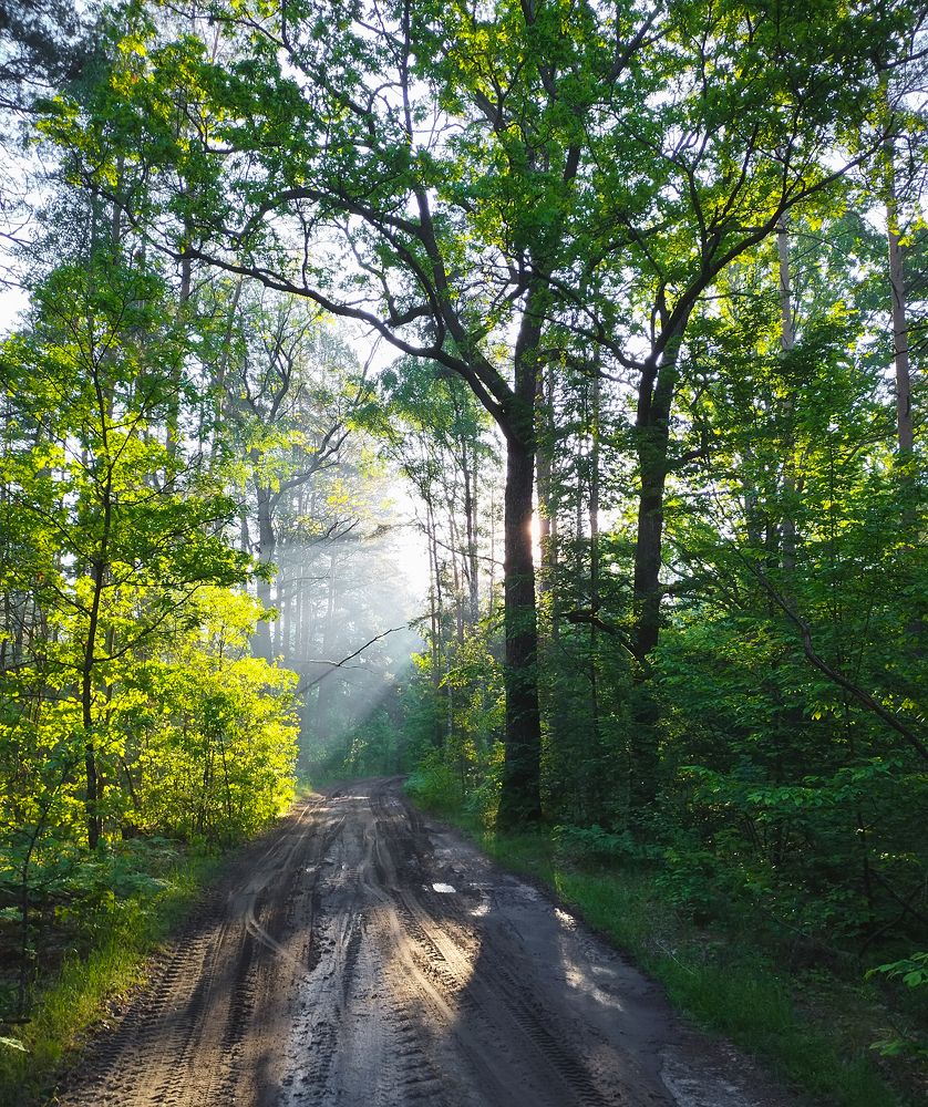 Утренний лес