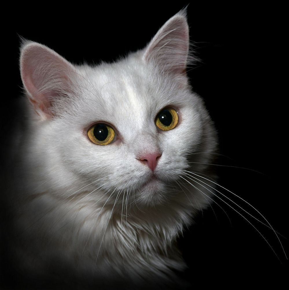 White kitty Белая кошечка