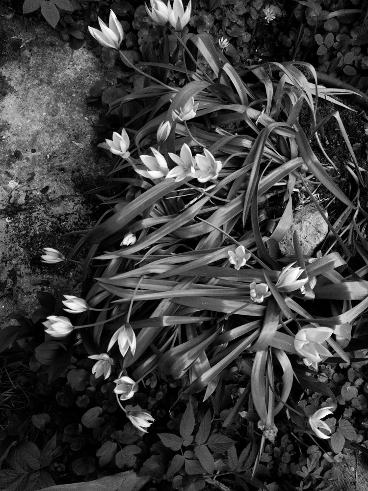 Ботанические тюльпаны