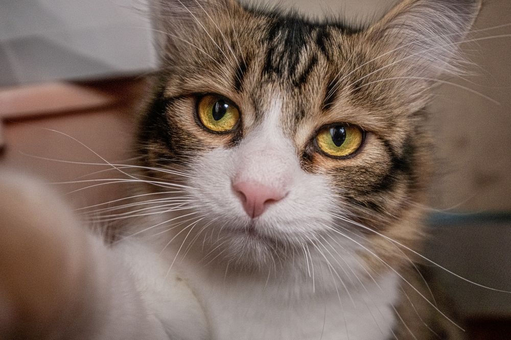 Photograph by БОРИС БЕЛКАНИЯ