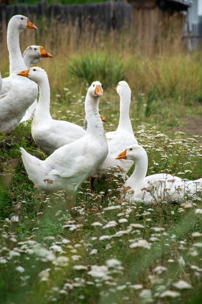 Photograph by Кристина Родина