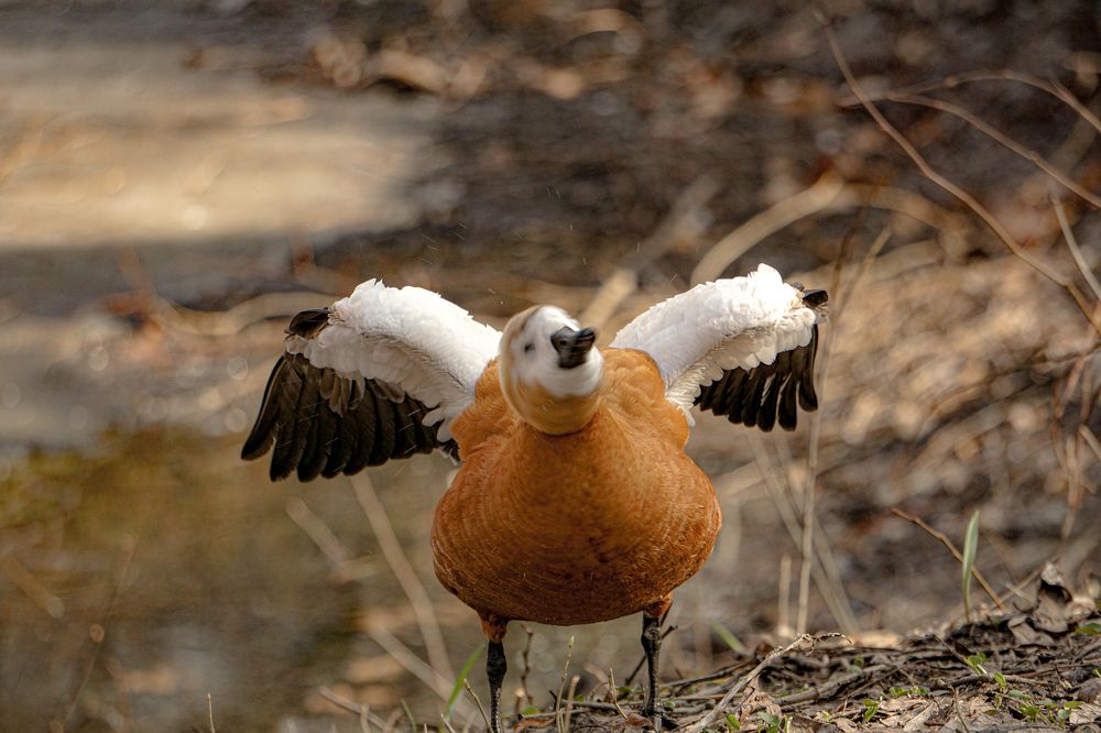 Photograph by Алфия Бугакова