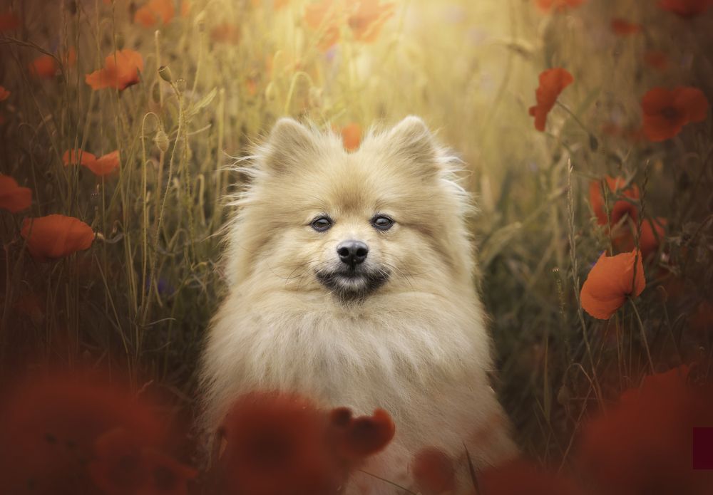 Photograph by Deise de Oliveira