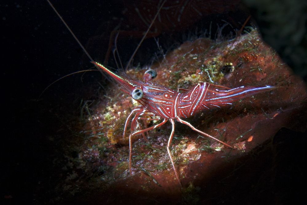 Photograph by Юрий Перевозников