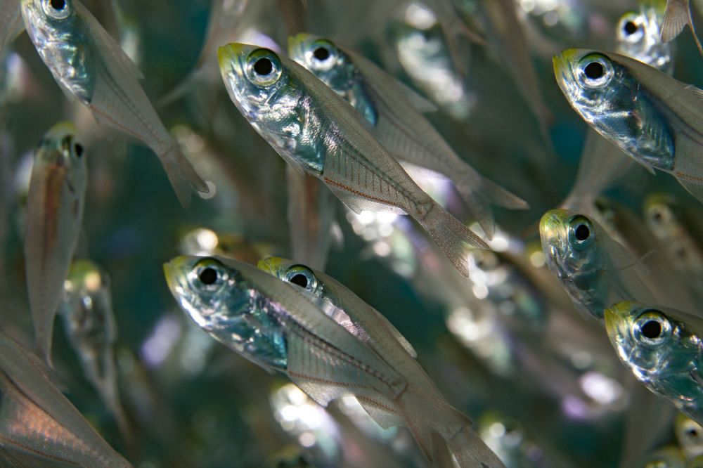 Photograph by Юрий Перевозников