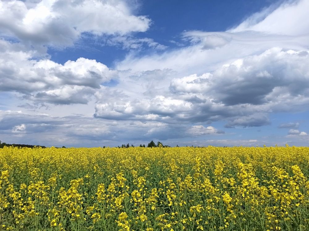 Photograph by Halina Mitsevich