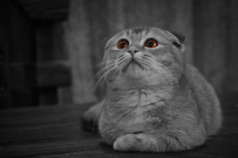 Photograph by Aleksandr Larionov