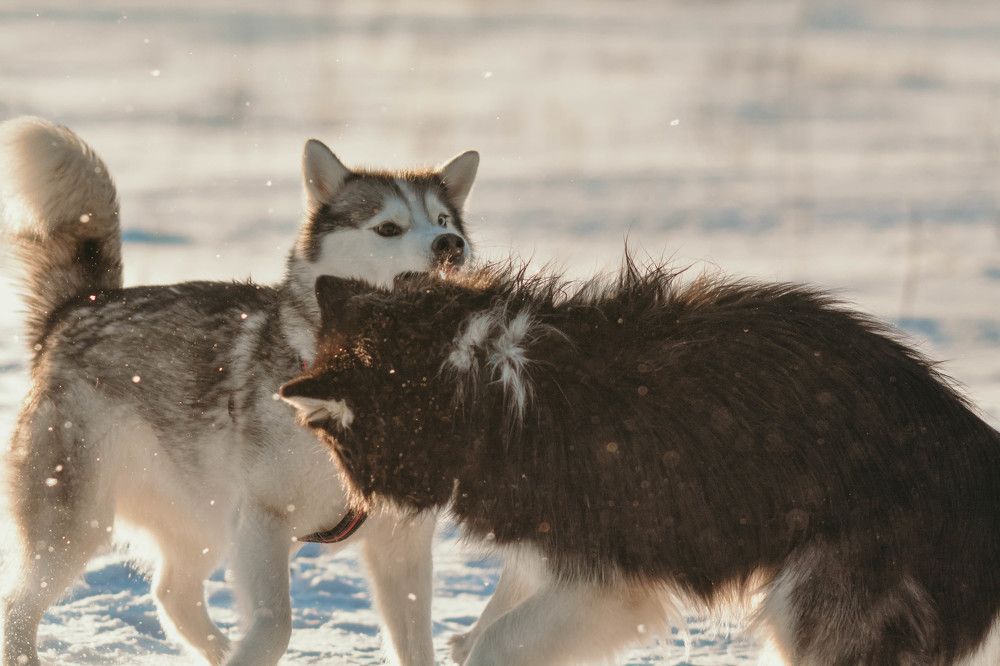 Фотография автора Виктория