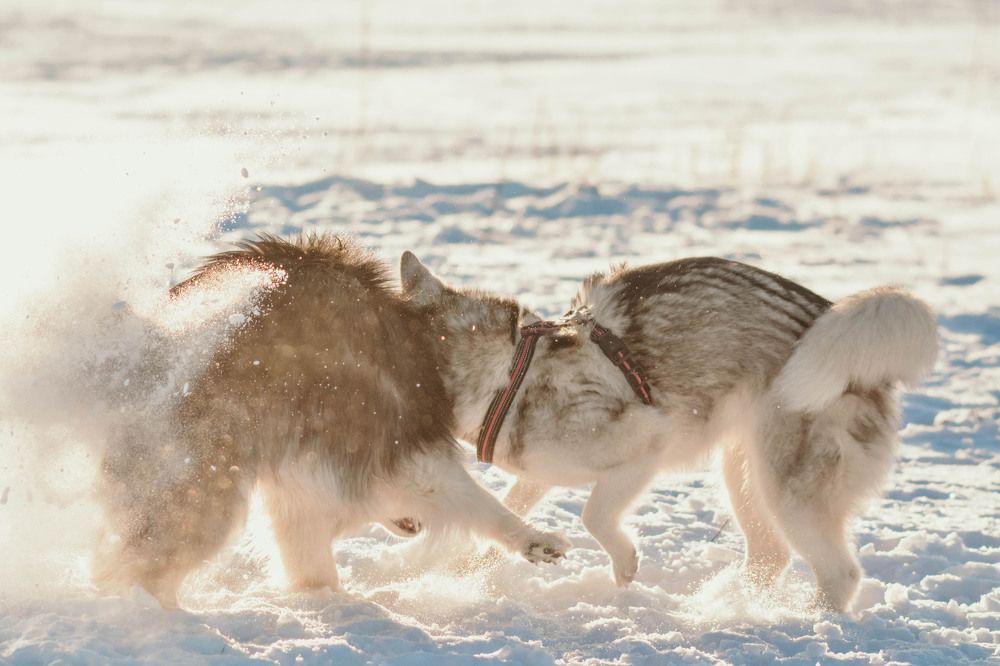 Фотография автора Виктория