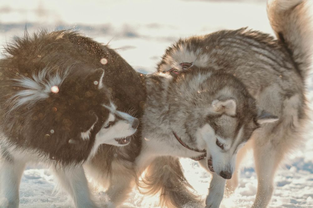 Фотография автора Виктория