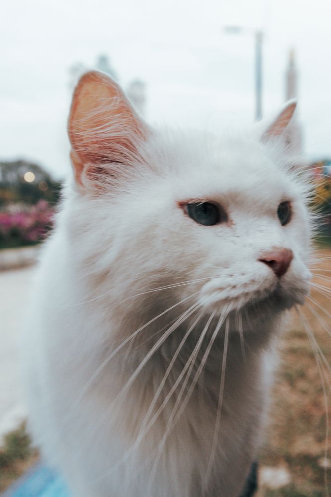 Фотография автора ADAM DANISH