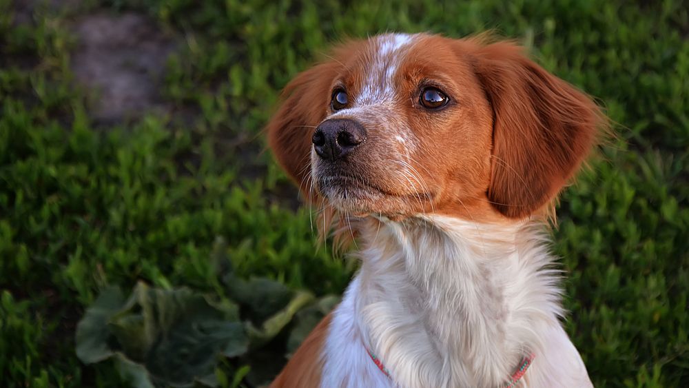 Photograph by Алексей Парамонов