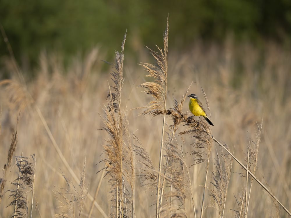 Photograph by андрей гусев