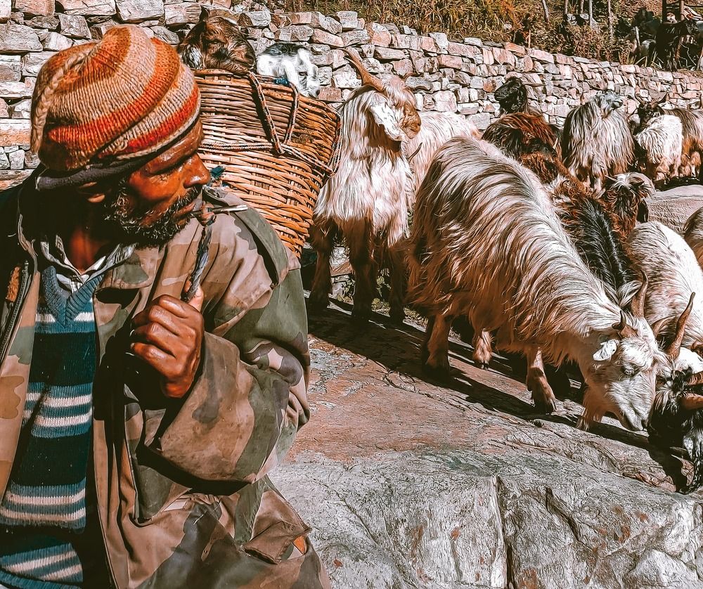 SHEPHARD'S ONE DAY LIFE