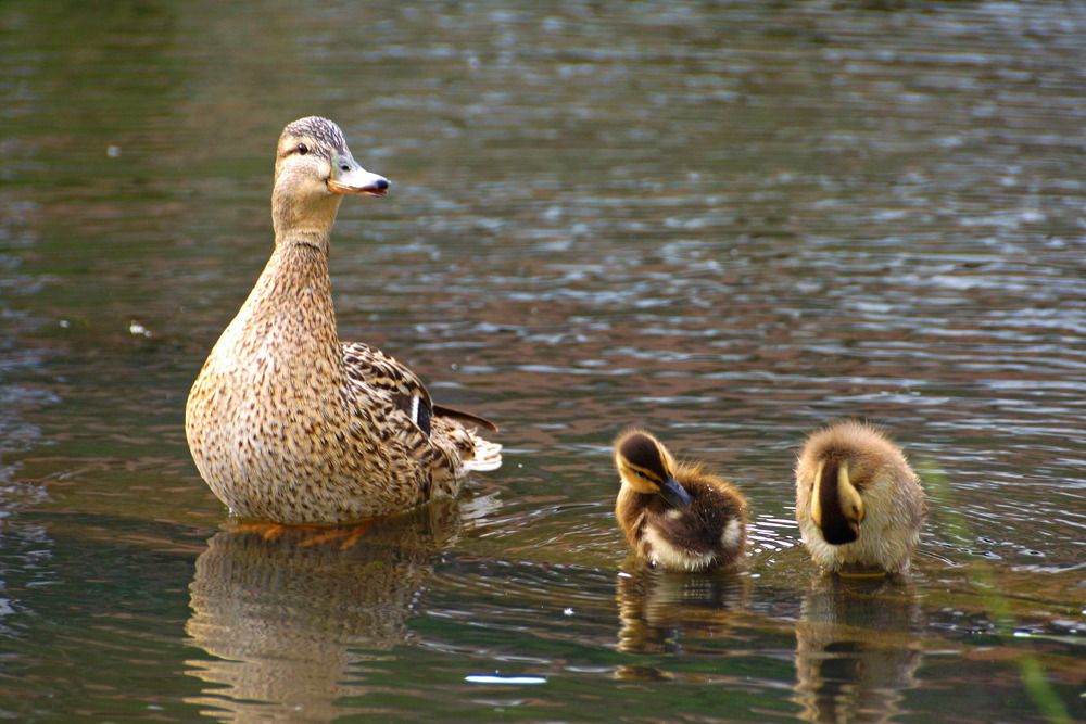 Photograph by Danyliuk Ruslan