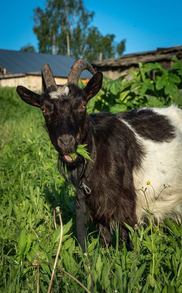 Фотография автора Алексей Шуплецов