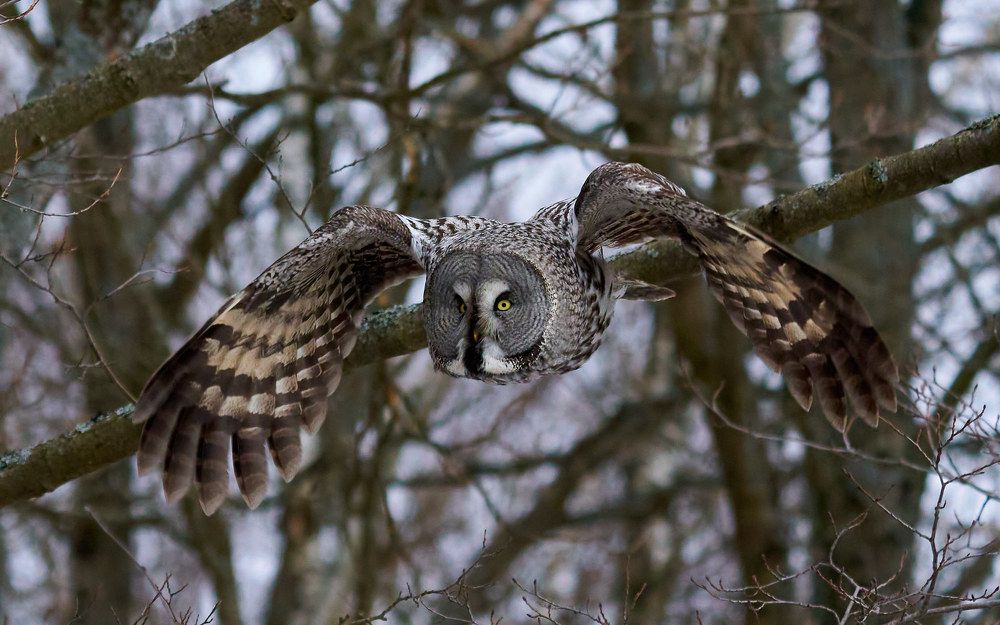 Бородатая неясыть в полете