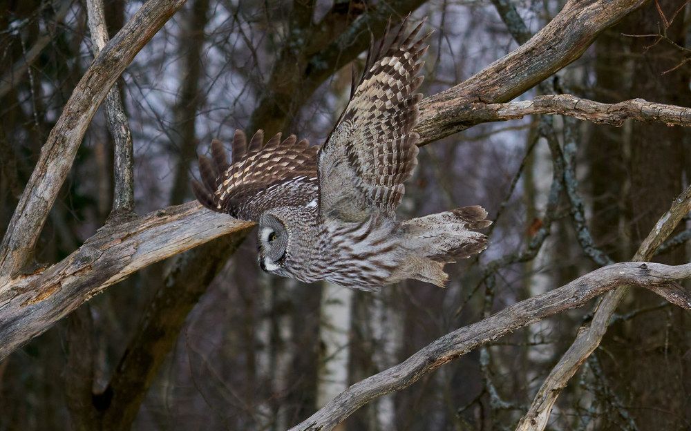 Бородатая неясыть в полете